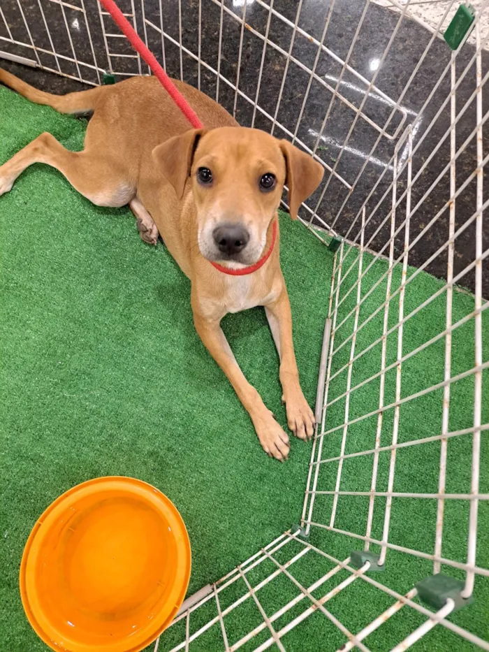 Cachorro ra a SRD-ViraLata idade 7 a 11 meses nome Bela 