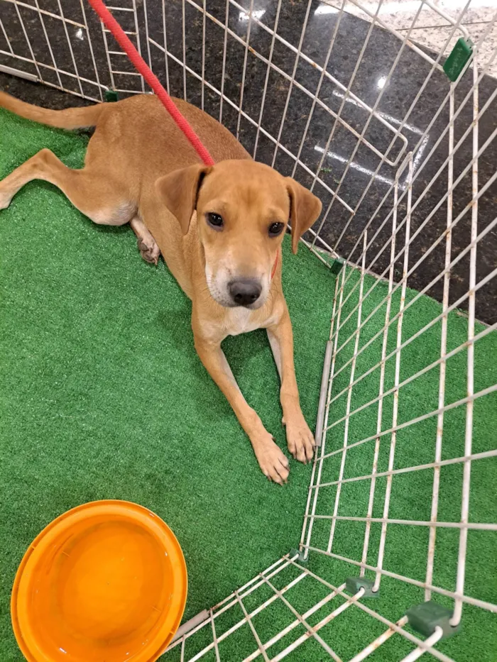 Cachorro ra a SRD-ViraLata idade 7 a 11 meses nome Bela 