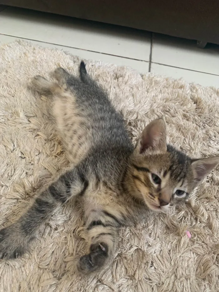 Gato ra a SRD-ViraLata idade 2 a 6 meses nome Sem nomes 