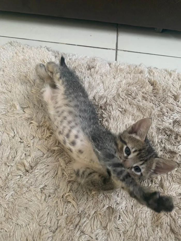 Gato ra a SRD-ViraLata idade 2 a 6 meses nome Sem nomes 