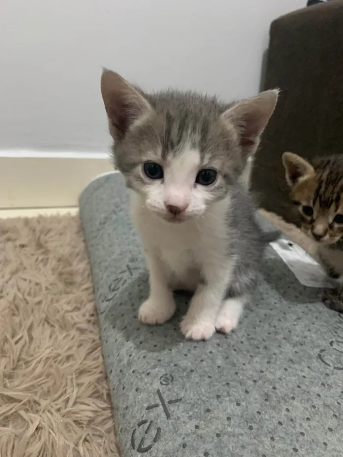 Gato ra a SRD-ViraLata idade 2 a 6 meses nome Sem nomes 