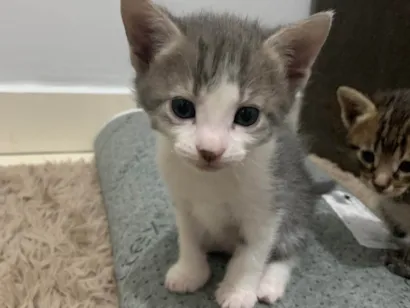 Gato raça SRD-ViraLata idade 2 a 6 meses nome Sem nomes 