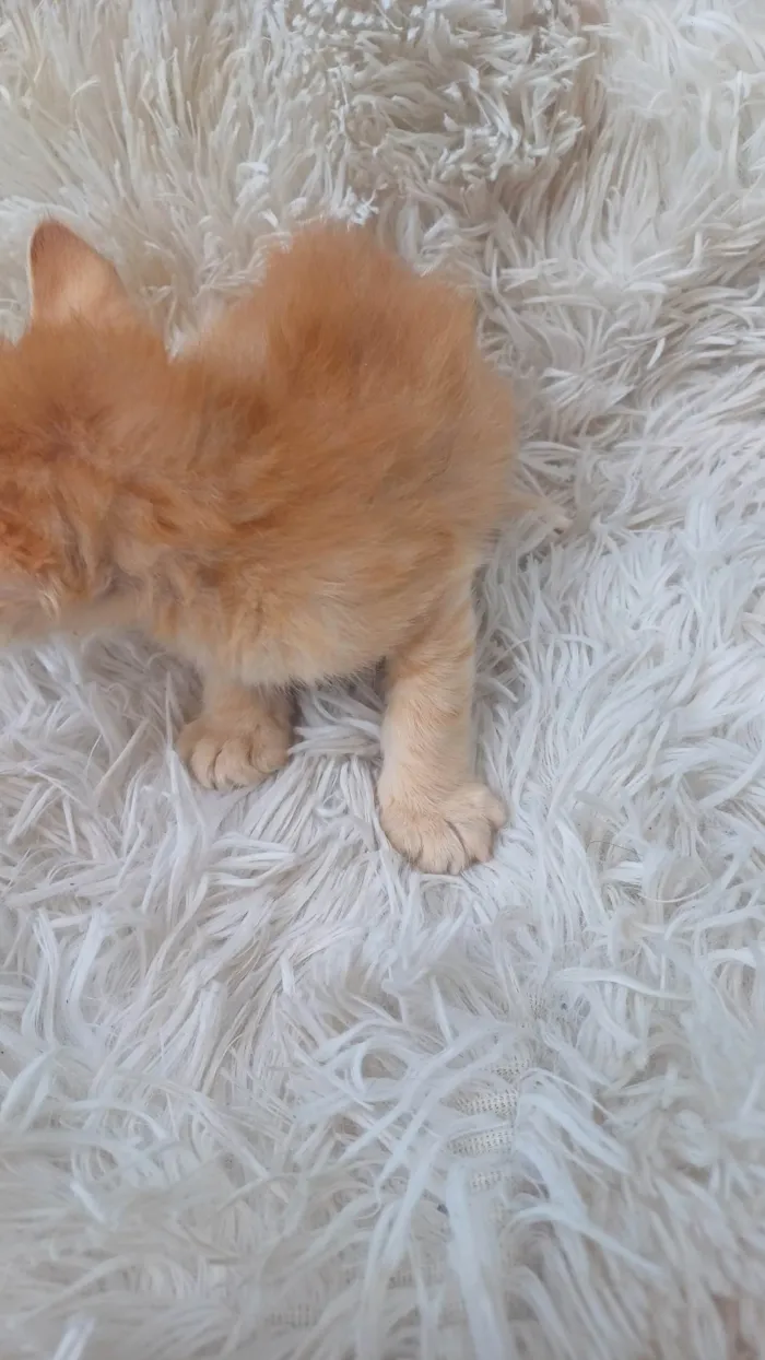 Gato ra a Persa idade Abaixo de 2 meses nome Mix persa raríssima adocao