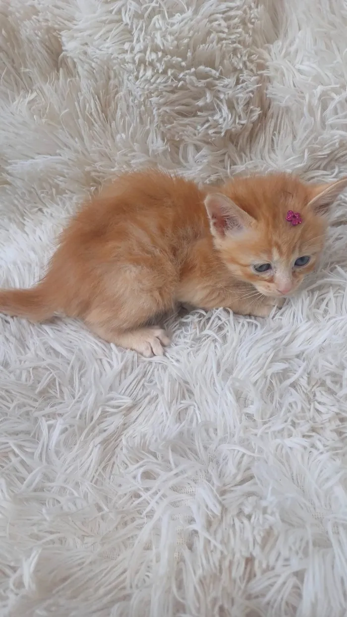 Gato ra a Persa idade Abaixo de 2 meses nome Mix persa raríssima adocao