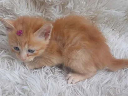 Gato raça Persa idade Abaixo de 2 meses nome Mix persa raríssima adocao
