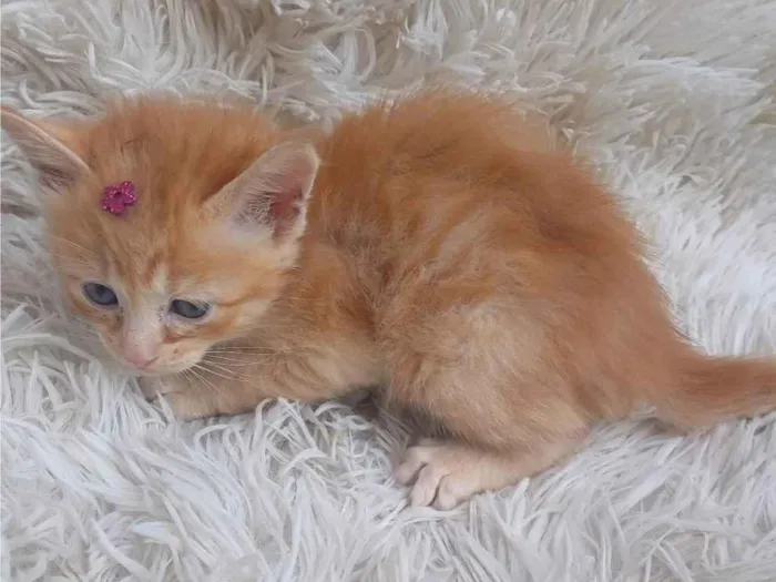 Gato ra a Persa idade Abaixo de 2 meses nome Mix persa raríssima adocao