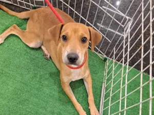 Cachorro raça SRD-ViraLata idade 7 a 11 meses nome Bela 
