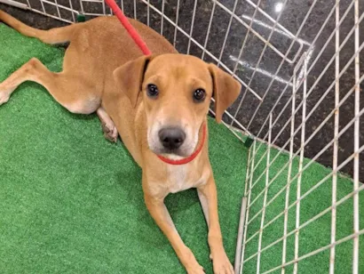 Cachorro raça SRD-ViraLata idade 7 a 11 meses nome Bela 