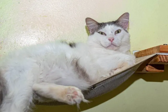 Gato ra a SRD-ViraLata idade 2 anos nome Laurent