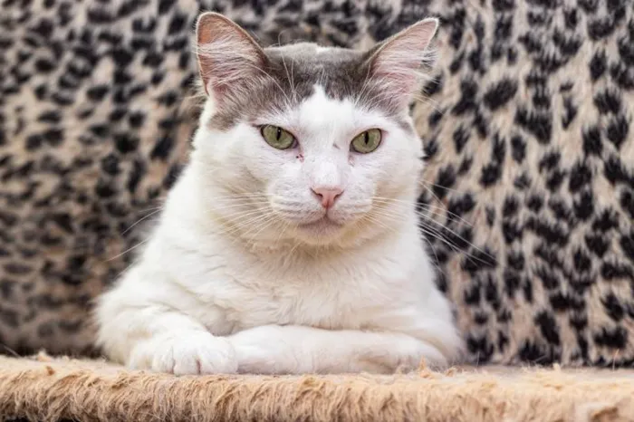 Gato ra a SRD-ViraLata idade 2 anos nome Laurent