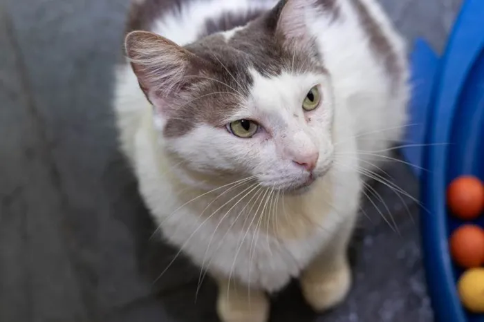 Gato ra a SRD-ViraLata idade 2 anos nome Laurent