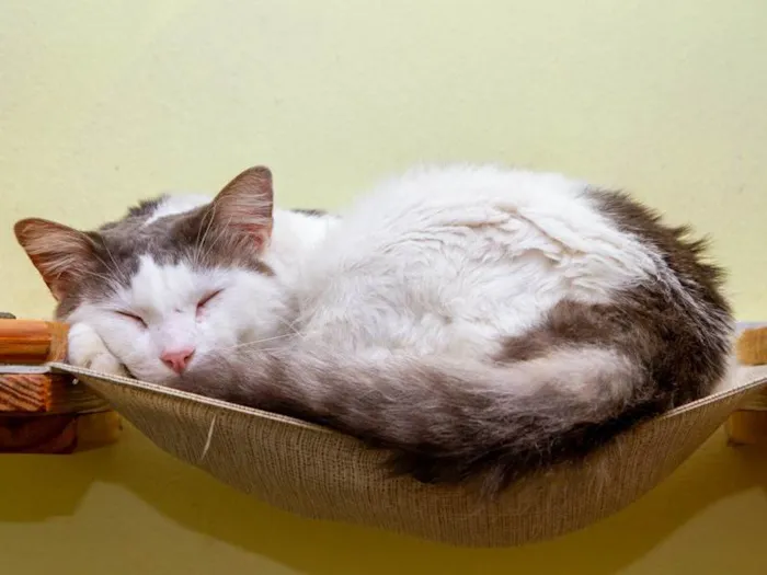Gato ra a SRD-ViraLata idade 2 anos nome Laurent