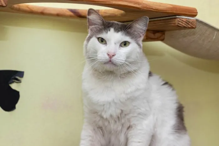 Gato ra a SRD-ViraLata idade 2 anos nome Laurent