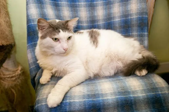 Gato ra a SRD-ViraLata idade 2 anos nome Laurent