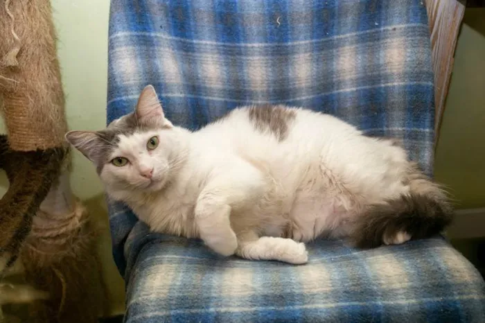 Gato ra a SRD-ViraLata idade 2 anos nome Laurent
