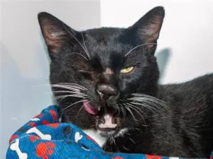 Gato raça SRD-ViraLata idade 2 anos nome Piquerez