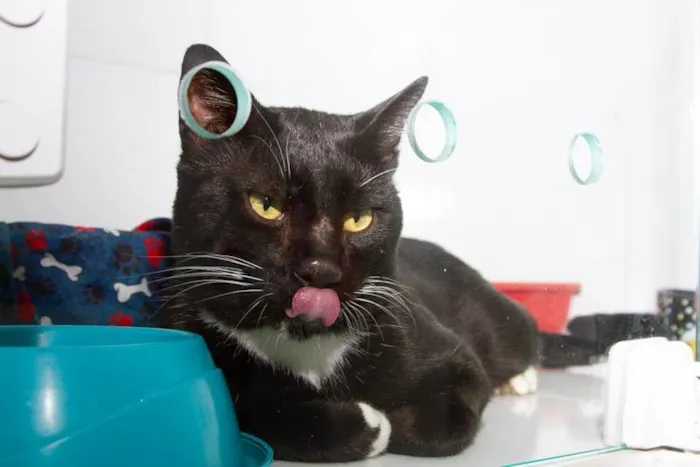 Gato ra a SRD-ViraLata idade 2 anos nome Piquerez
