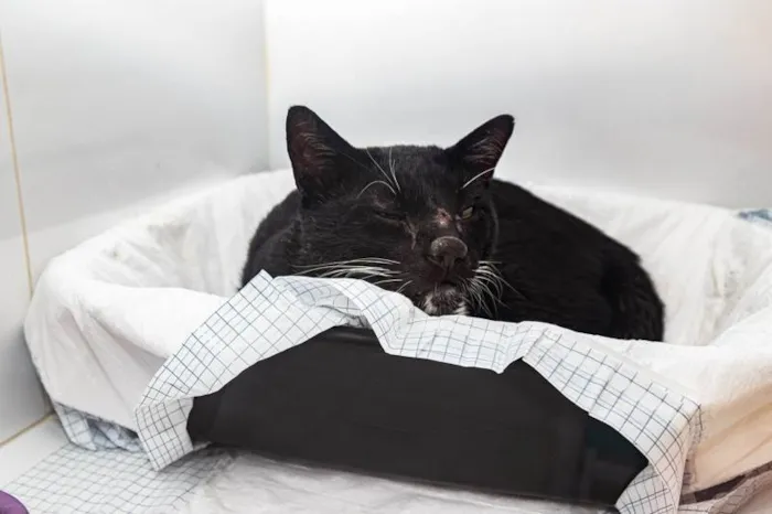 Gato ra a SRD-ViraLata idade 2 anos nome Piquerez
