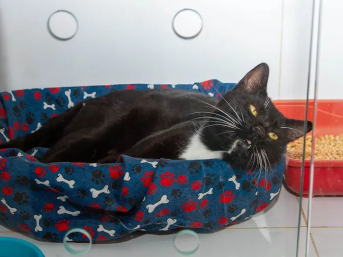 Gato ra a SRD-ViraLata idade 2 anos nome Piquerez