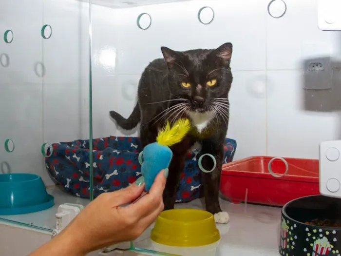 Gato ra a SRD-ViraLata idade 2 anos nome Piquerez