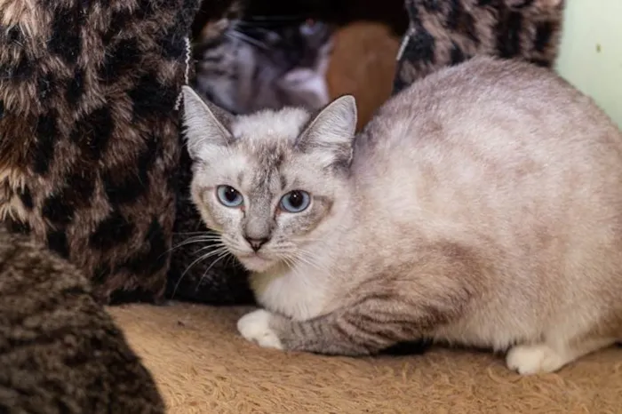 Gato ra a SRD-ViraLata idade 4 anos nome Gilka