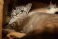 Gilka