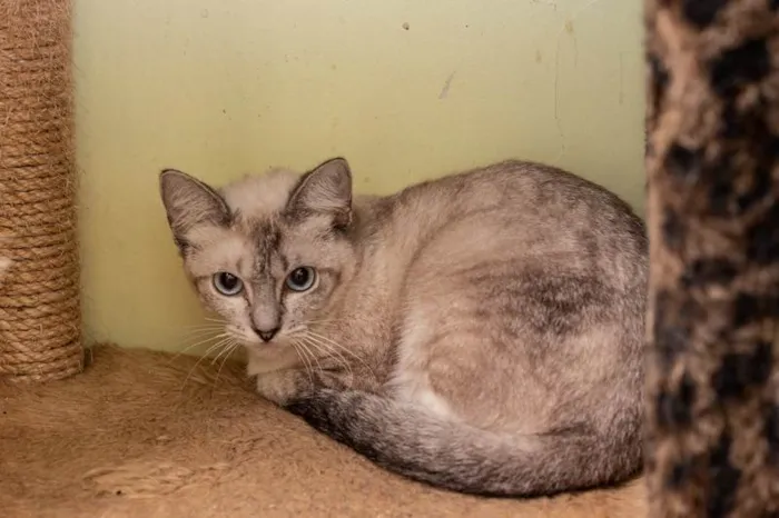 Gato ra a SRD-ViraLata idade 4 anos nome Gilka