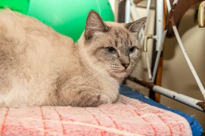 Gato ra a SRD-ViraLata idade 4 anos nome Gilka