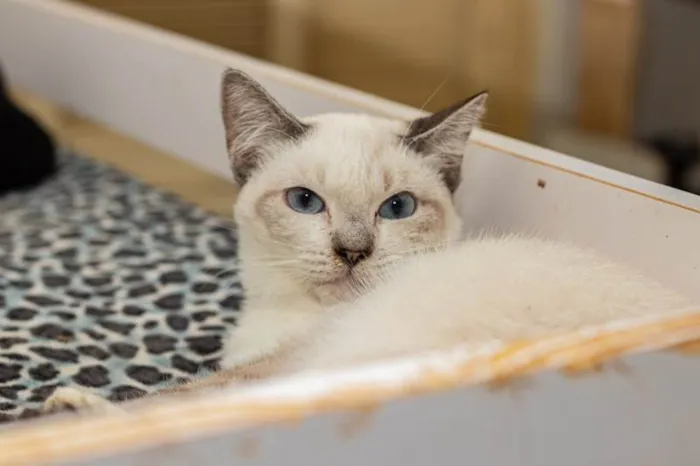 Gato ra a SRD-ViraLata idade 4 anos nome Gilka