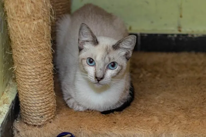 Gato ra a SRD-ViraLata idade 4 anos nome Gilka