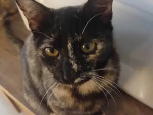 Gato raça SRD-ViraLata idade 7 a 11 meses nome Preta
