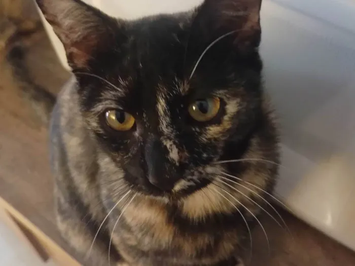 Gato ra a SRD-ViraLata idade 7 a 11 meses nome Preta