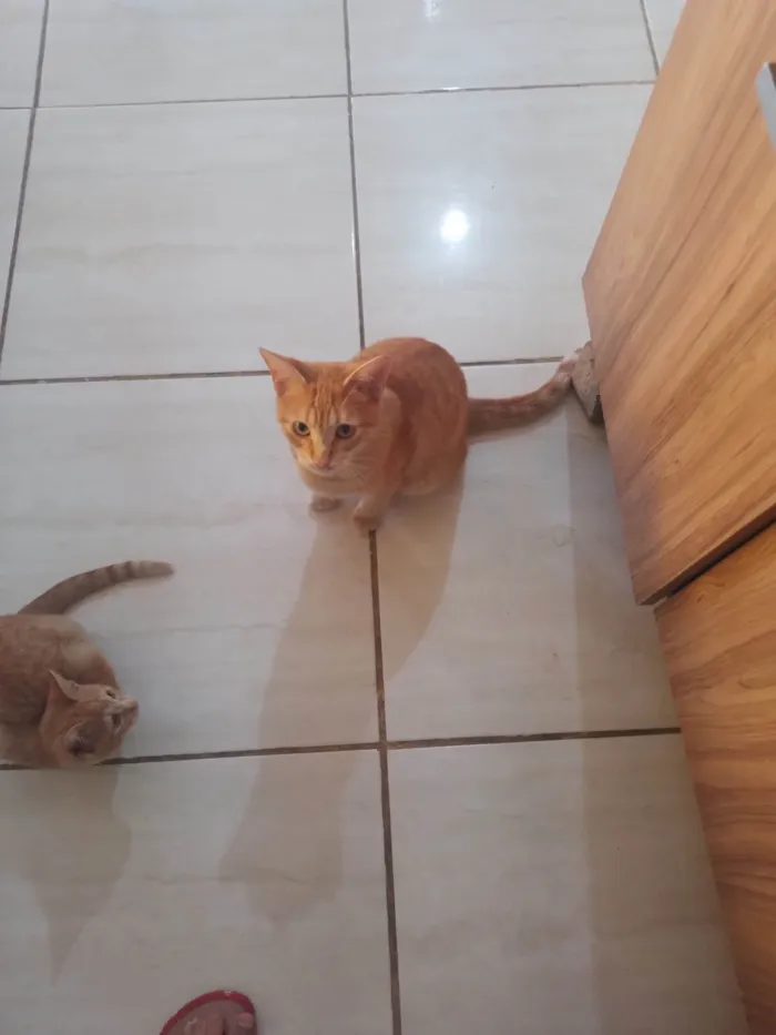 Gato ra a SRD-ViraLata idade 7 a 11 meses nome Alemão
