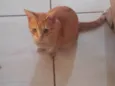 Alemão