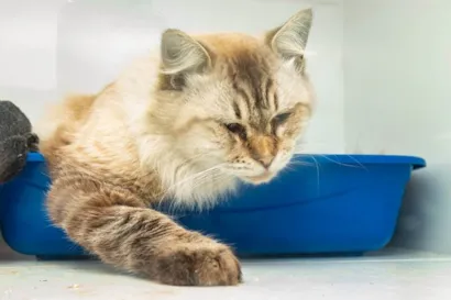 Gato raça SRD-ViraLata idade 2 anos nome Arlindo