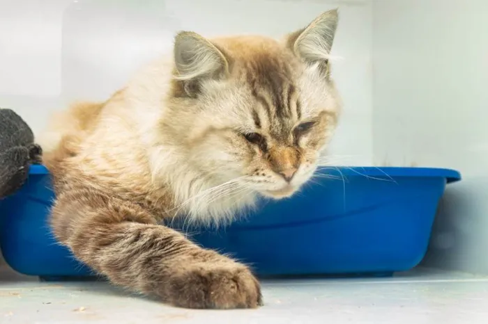 Gato ra a SRD-ViraLata idade 2 anos nome Arlindo