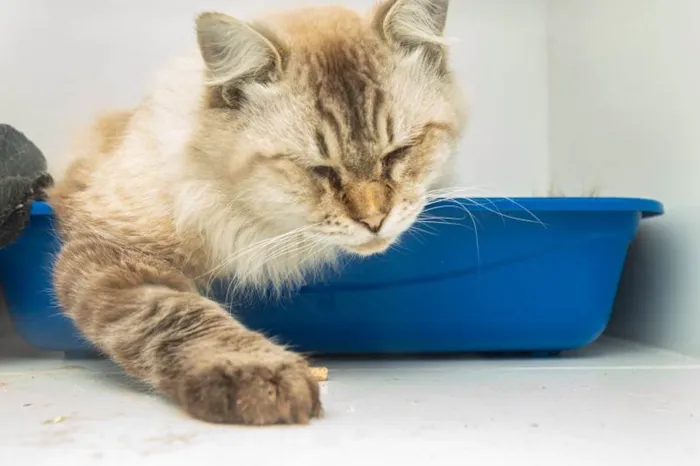 Gato ra a SRD-ViraLata idade 2 anos nome Arlindo