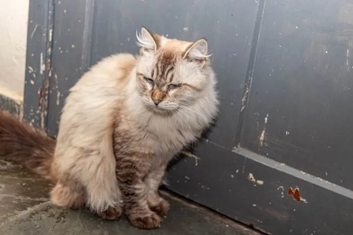 Gato ra a SRD-ViraLata idade 2 anos nome Arlindo