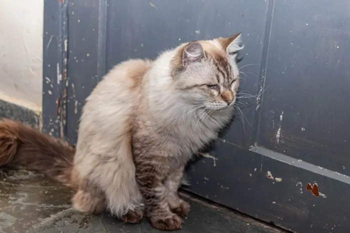 Gato ra a SRD-ViraLata idade 2 anos nome Arlindo