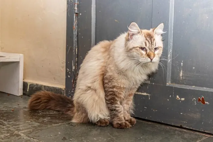 Gato ra a SRD-ViraLata idade 2 anos nome Arlindo