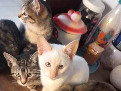 Gato raça SRD-ViraLata idade 2 a 6 meses nome Sem nome 