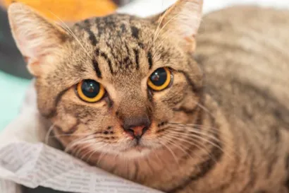 Gato raça SRD-ViraLata idade 2 anos nome Frank