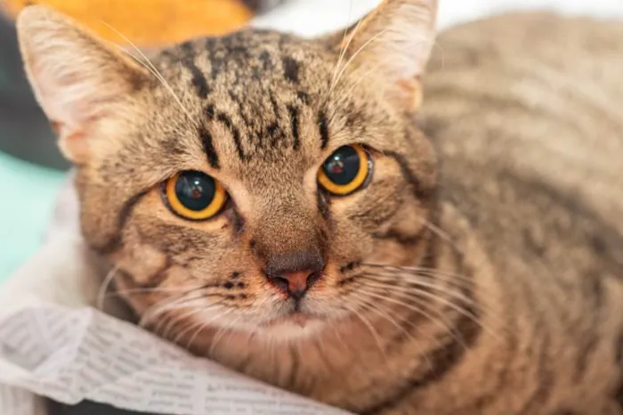 Gato ra a SRD-ViraLata idade 2 anos nome Frank
