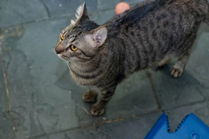 Gato ra a SRD-ViraLata idade 2 anos nome Frank