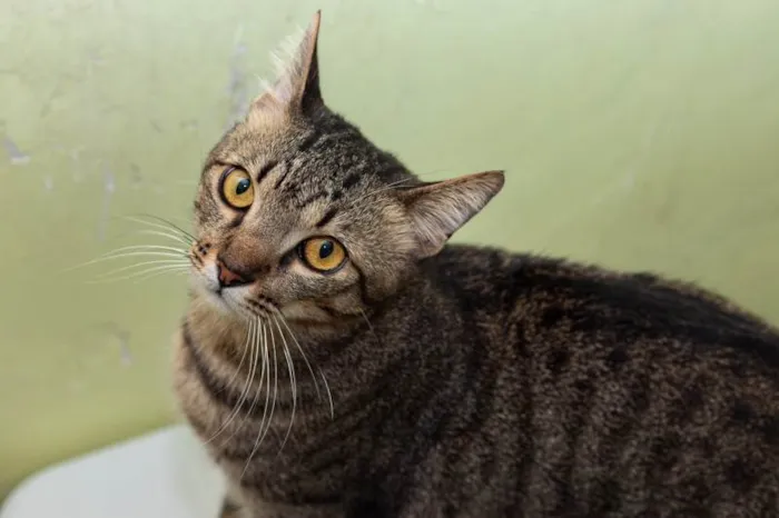 Gato ra a SRD-ViraLata idade 2 anos nome Frank