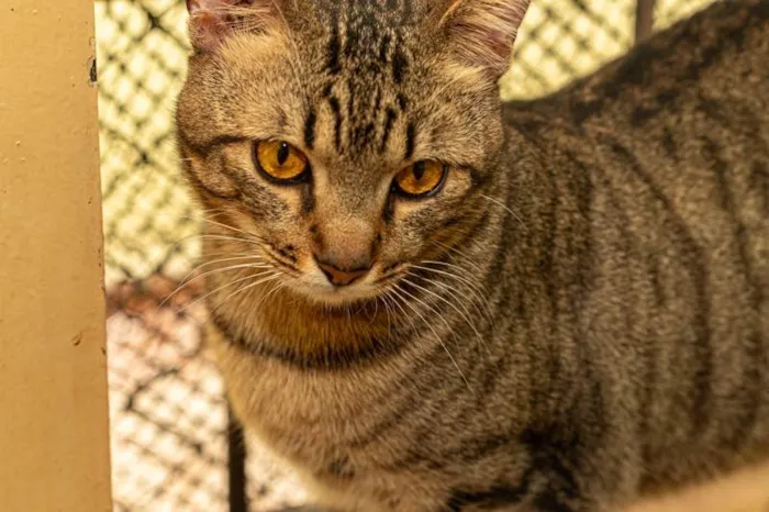 Gato ra a SRD-ViraLata idade 2 anos nome Frank