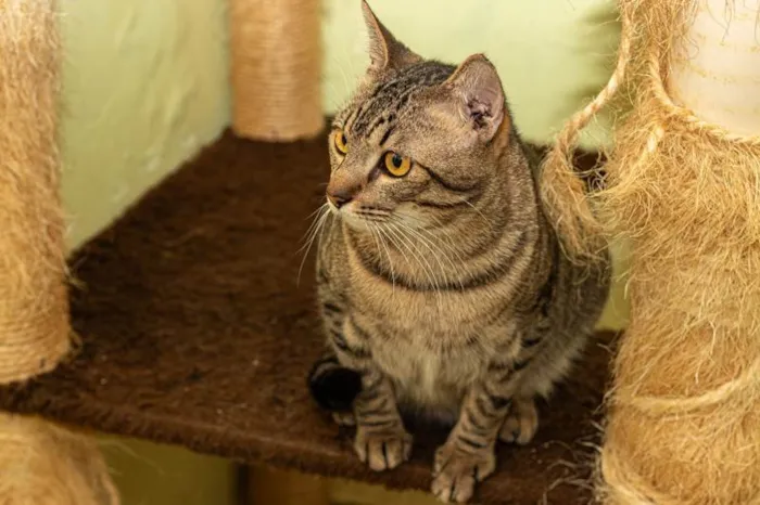 Gato ra a SRD-ViraLata idade 2 anos nome Frank