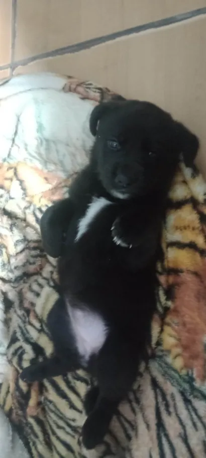 Cachorro raça SRD-ViraLata idade 2 a 6 meses nome Ayla