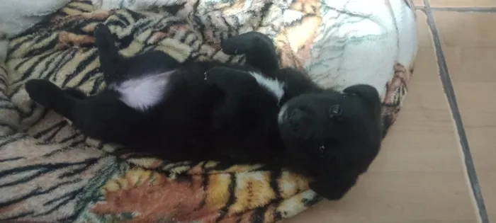 Cachorro ra a SRD-ViraLata idade 2 a 6 meses nome Ayla