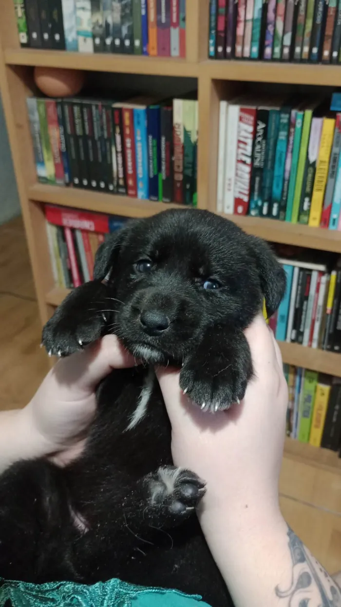 Cachorro ra a SRD-ViraLata idade 2 a 6 meses nome Ayla